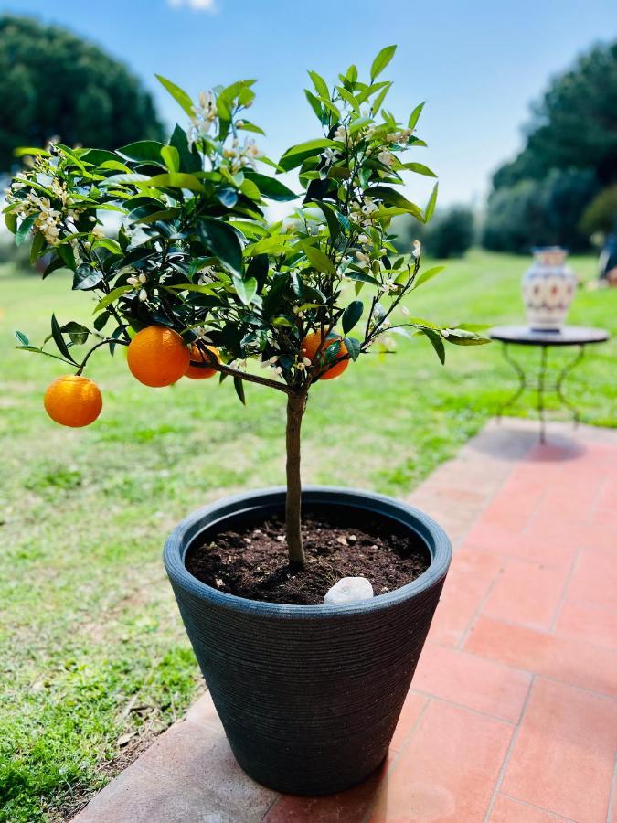 B&B Valle D'Oro Ansedónia 외부 사진